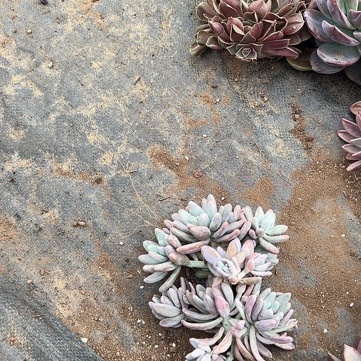 ?***鹿多肉植物实物265