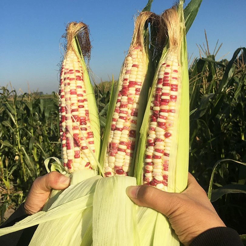 福建高山现摘彩糯玉米带皮软糯香甜花糯玉米棒苞谷