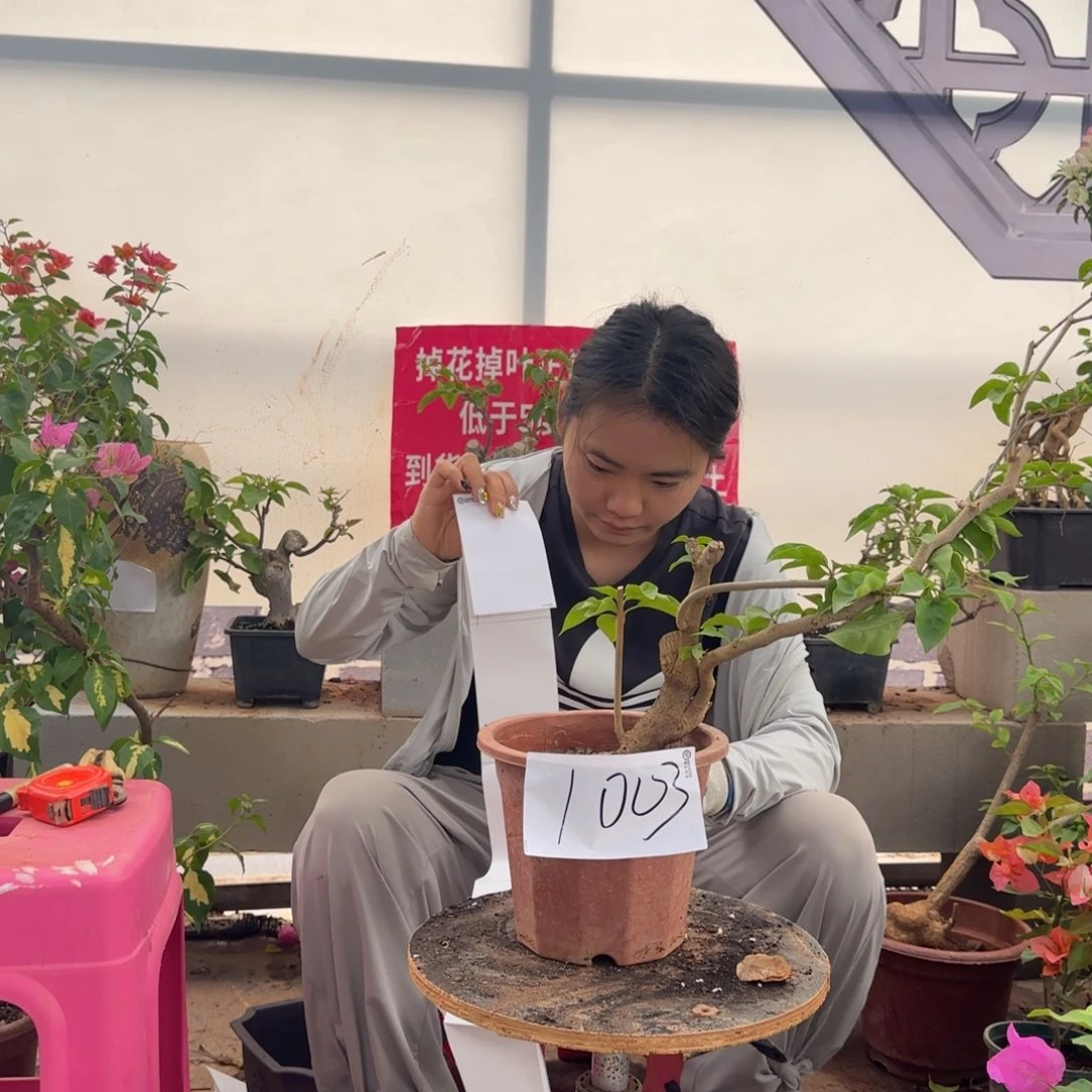 大部分花苞少量开放