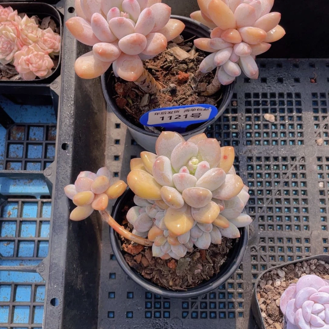 1121号香水老桩飘枝群生一个