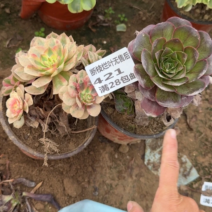 421二号棚两个组合B