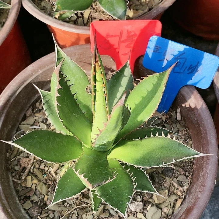 【闪购商品】无花朵龙舌兰霍利达