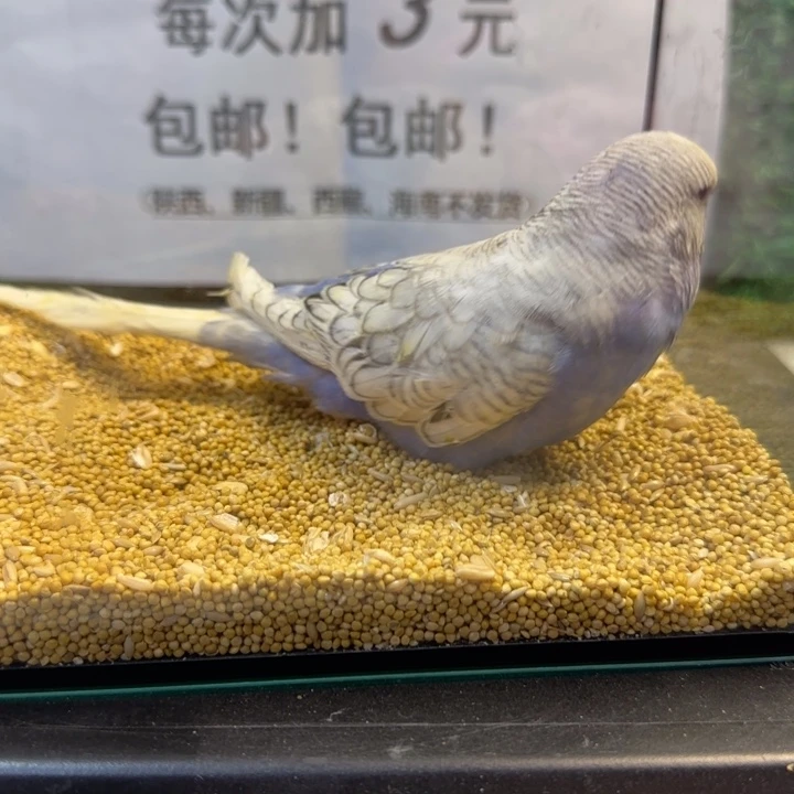 虎皮鹦鹉大头虎皮鹦鹉
