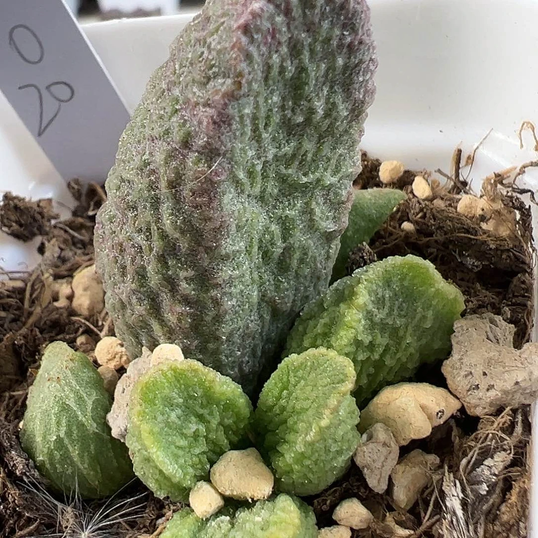 绿色系实生新品多肉水泡植物