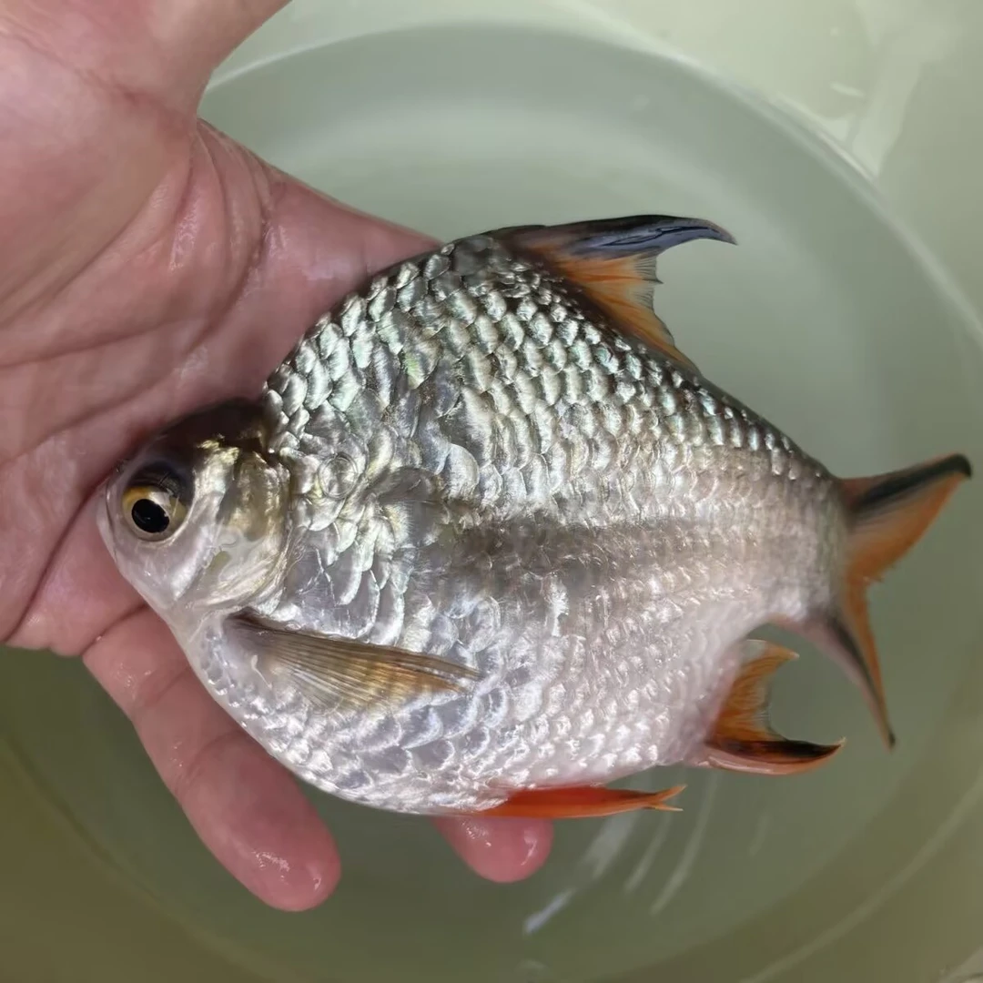 塔普拉0号元宝鲫鱼不包邮-泰国高端龙鱼配鱼热带饲养精品混养