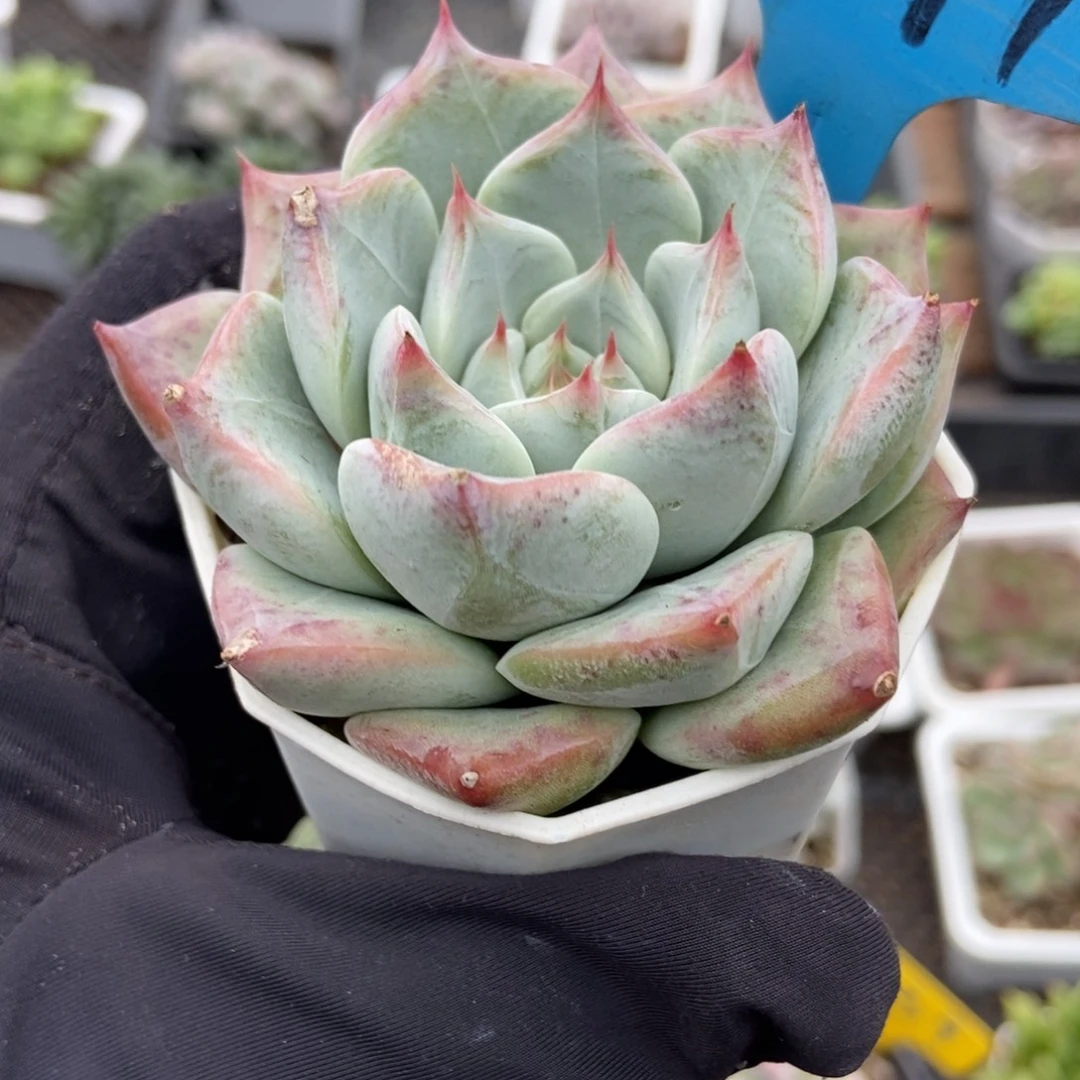 7074婚戒多肉植物