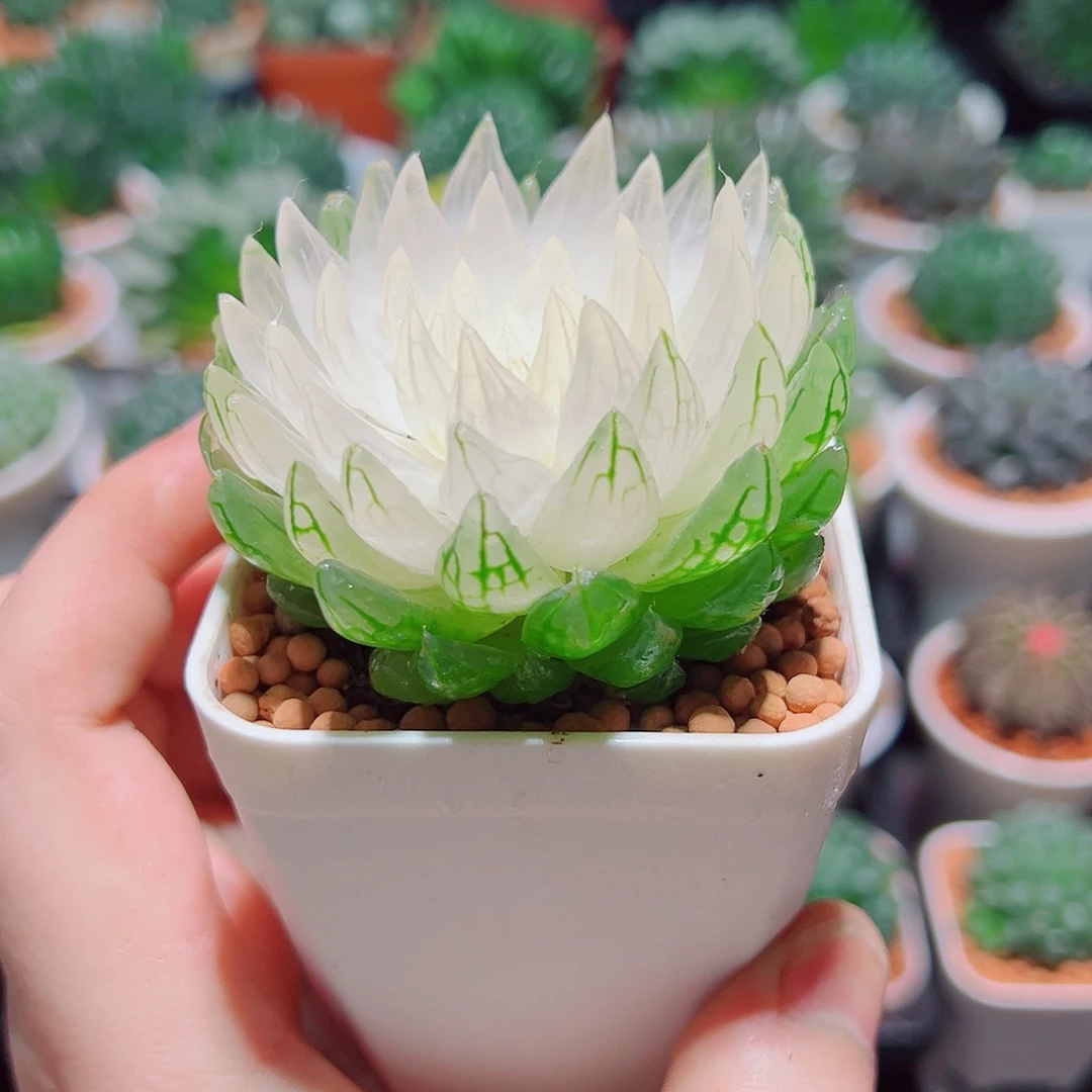 白莲花小白盆多肉多肉多肉