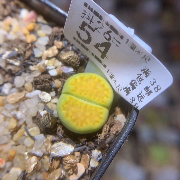 精品生石花26.54