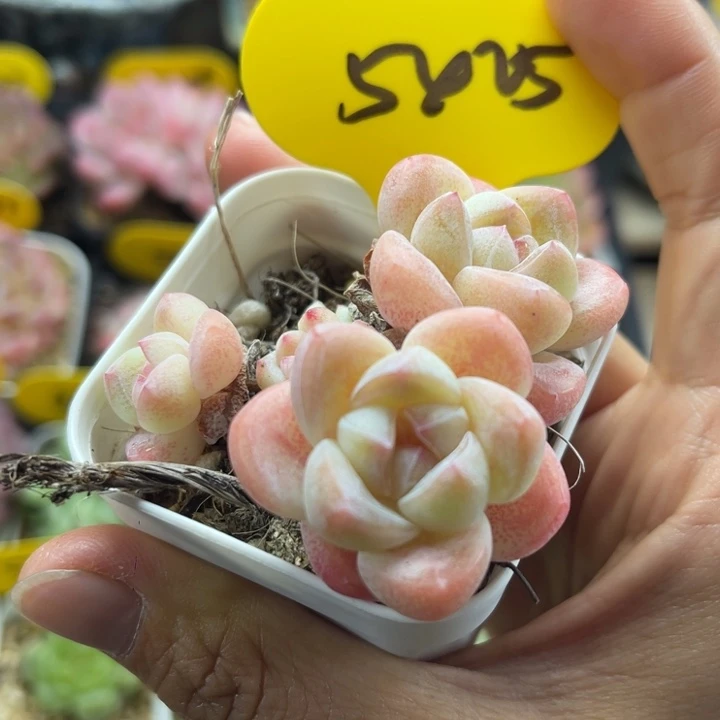 糖心冰玉5头群5425