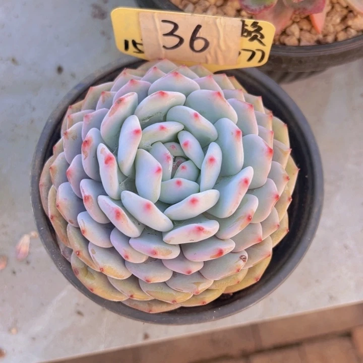 健健康康平平安安