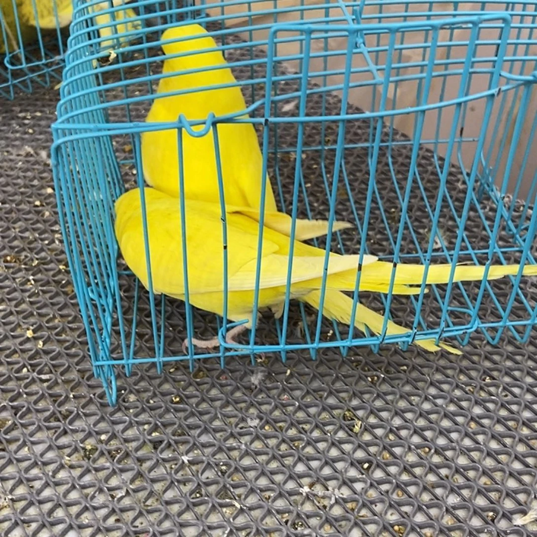 人***途虎皮鹦鹉虎皮鹦鹉