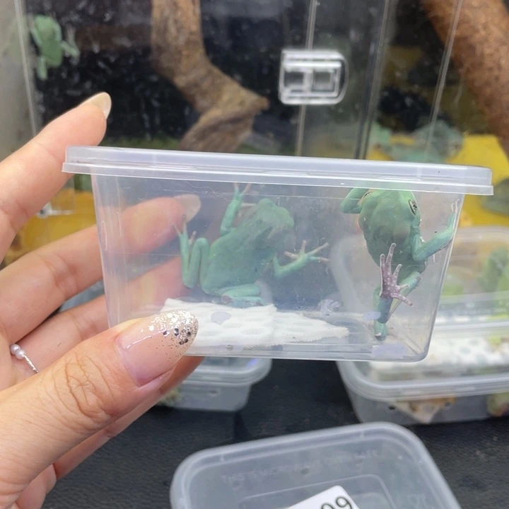 蓝***灵角蛙蜡白猴7208号