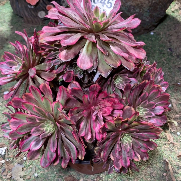 845多肉植物一物一拍