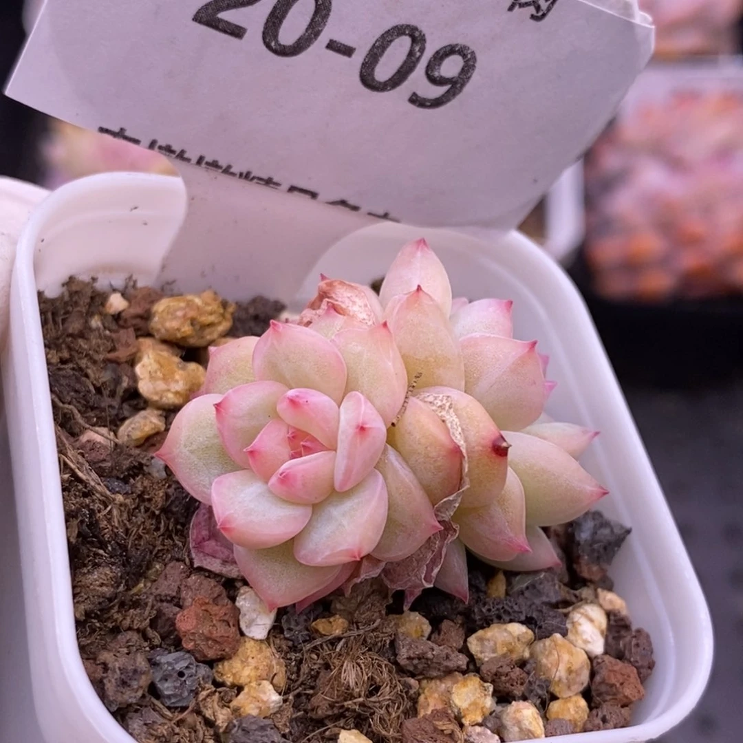 【闪购商品】20-09寒绯
