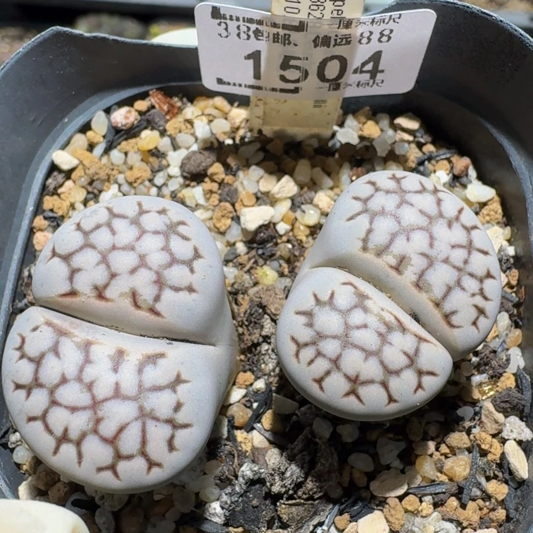 zzzz生石花肉锥1504