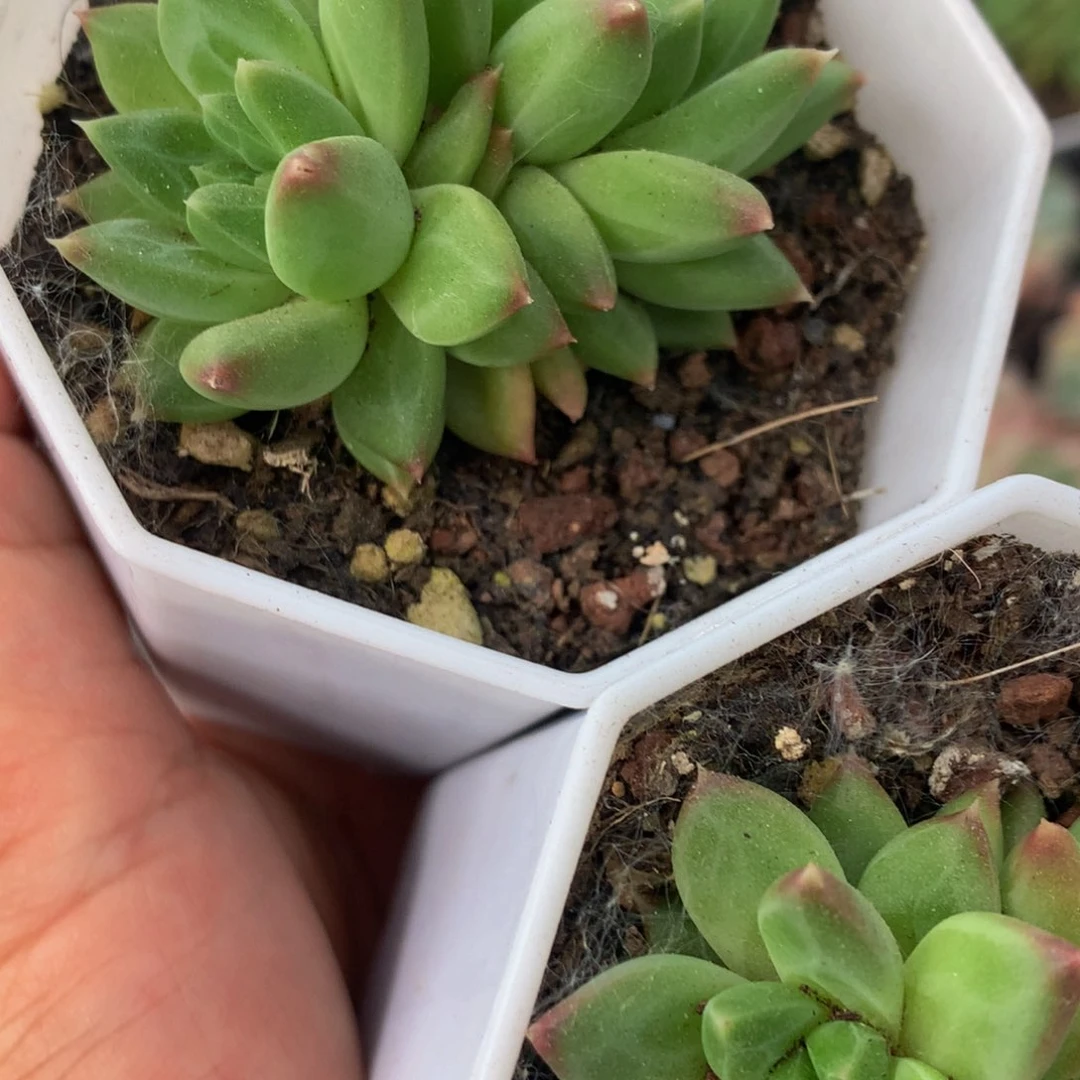 陨石 双头。。（不满9.99发叶子）