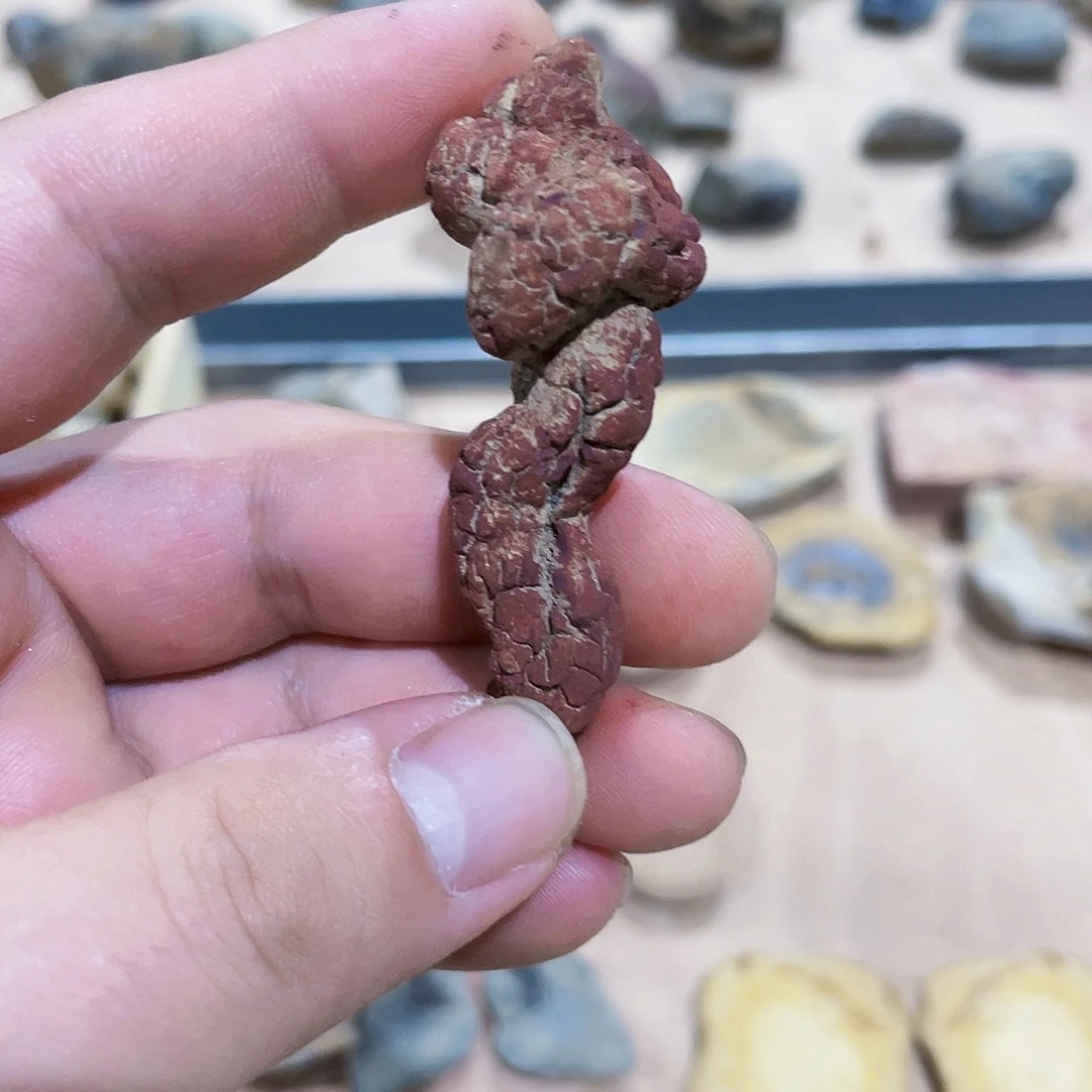 马达加斯加便便化石