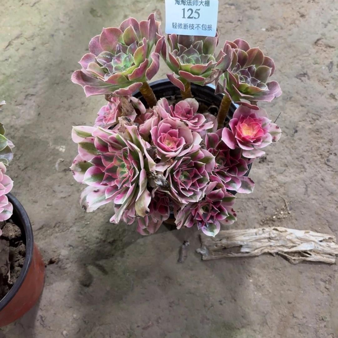 125粉女巫阴阳多肉植物法师