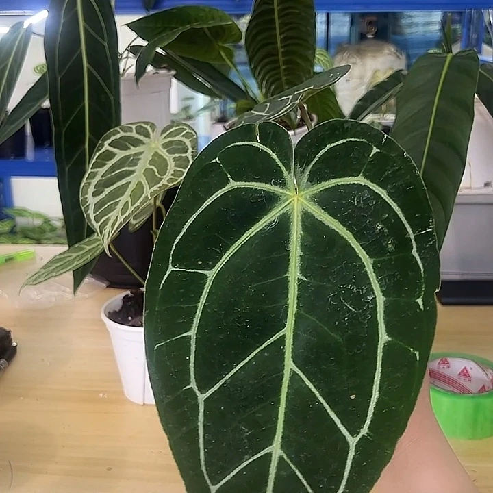 无花朵黑丝绒水晶花烛
