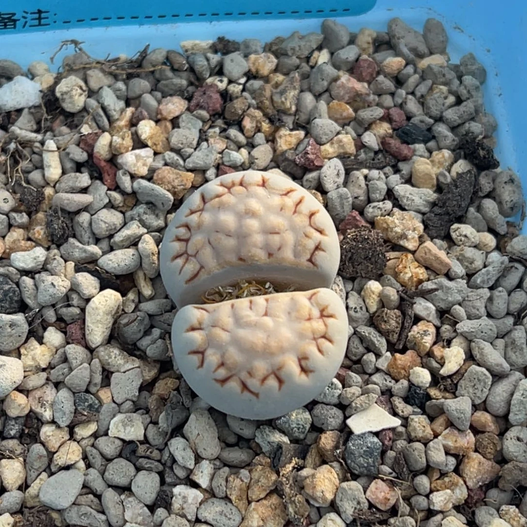 9588大针脚饼干一颗