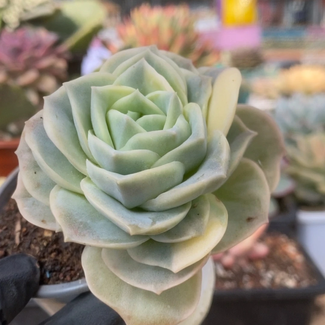 634可爱玫瑰锦锦锦