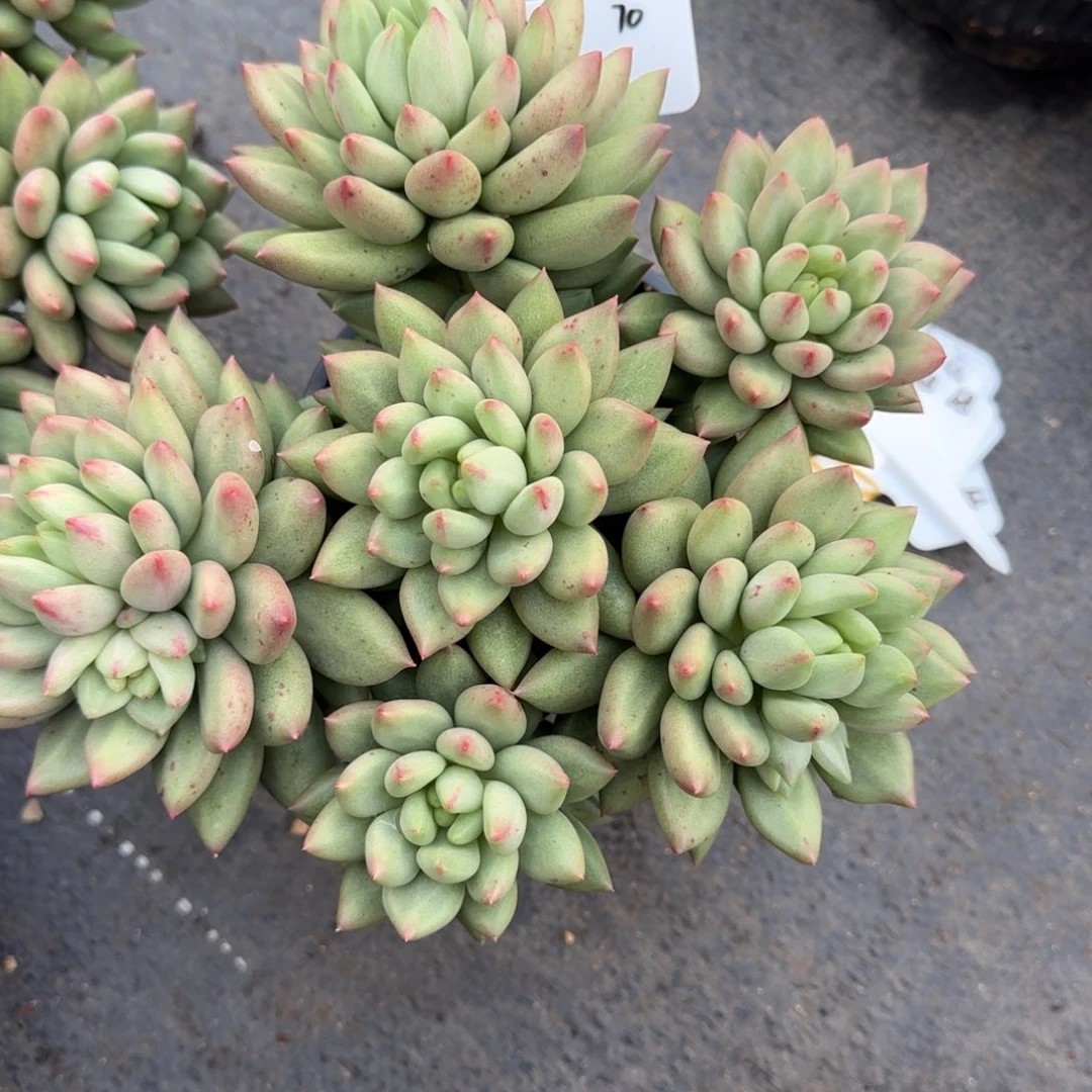 一物一拍米其林70