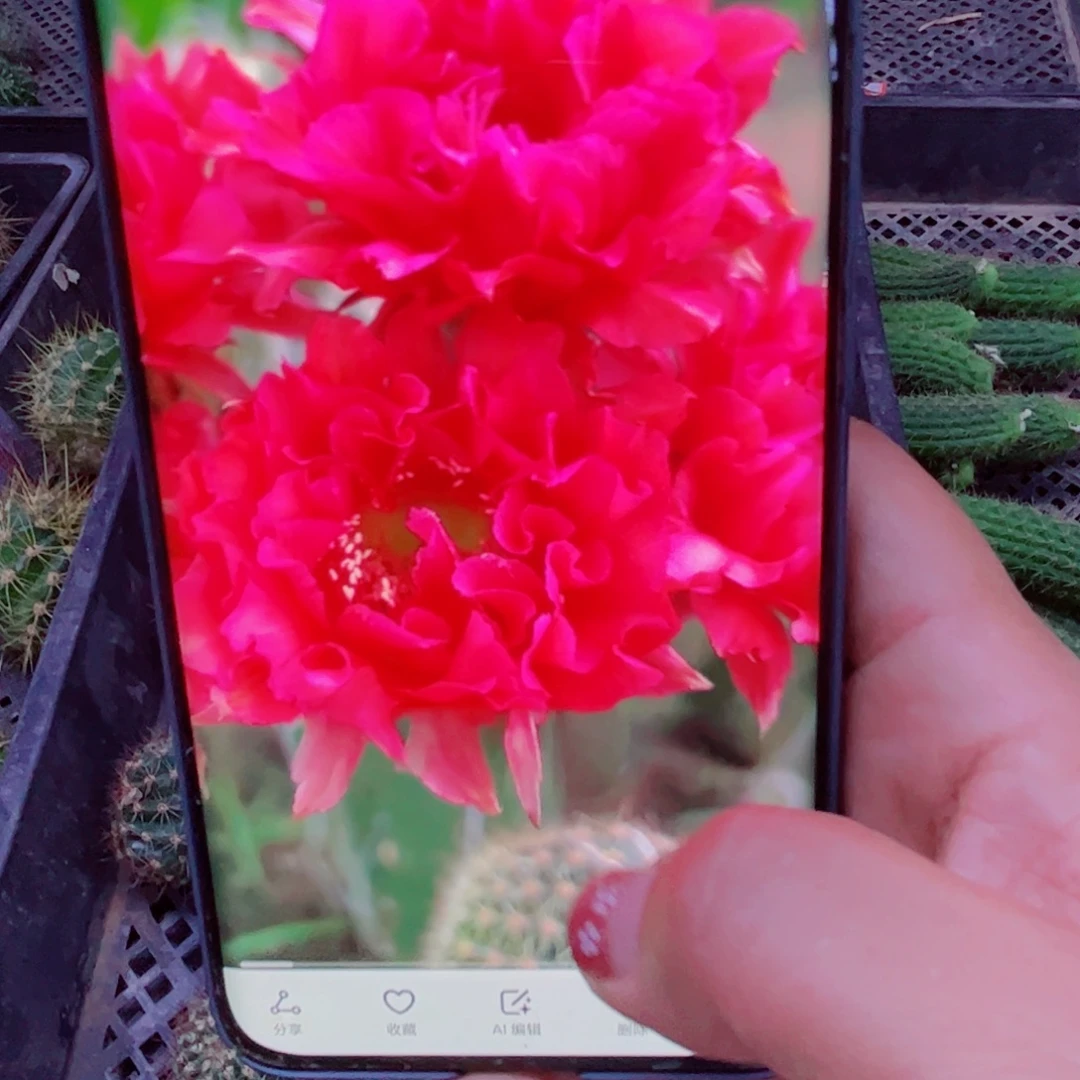 下83彩草舞后歪无根侧芽3一4公分左右20包邮