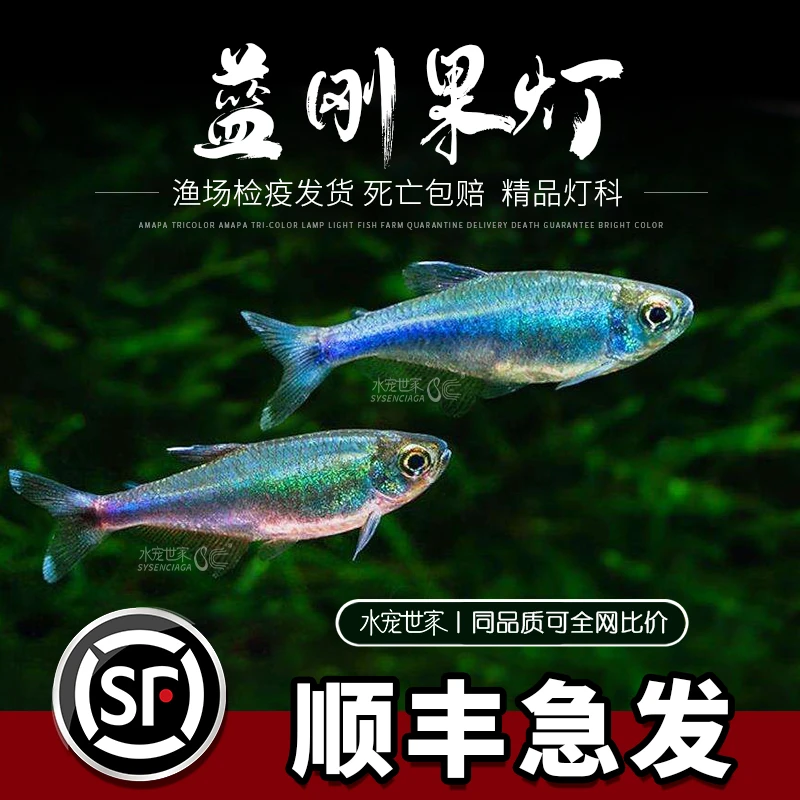 蓝刚果灯鱼小型热带鱼蓝色灯鱼群游鱼七彩闪光蓝线灯科淡水草缸鱼