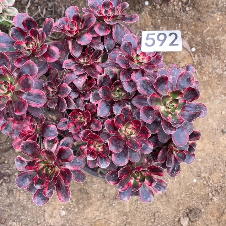 无花朵592多肉植物香奶奶