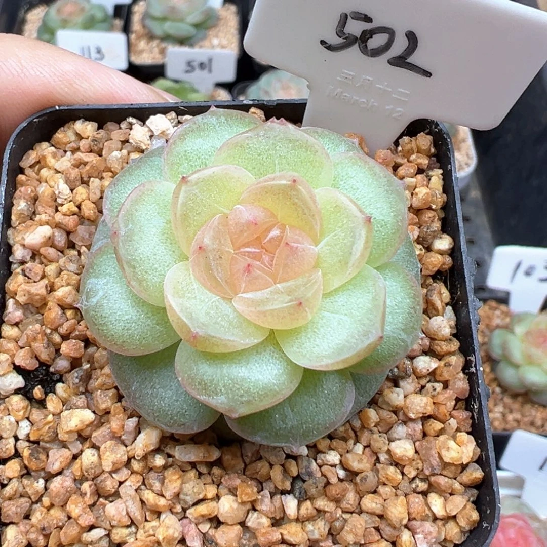 502号风花雪月系列仙音