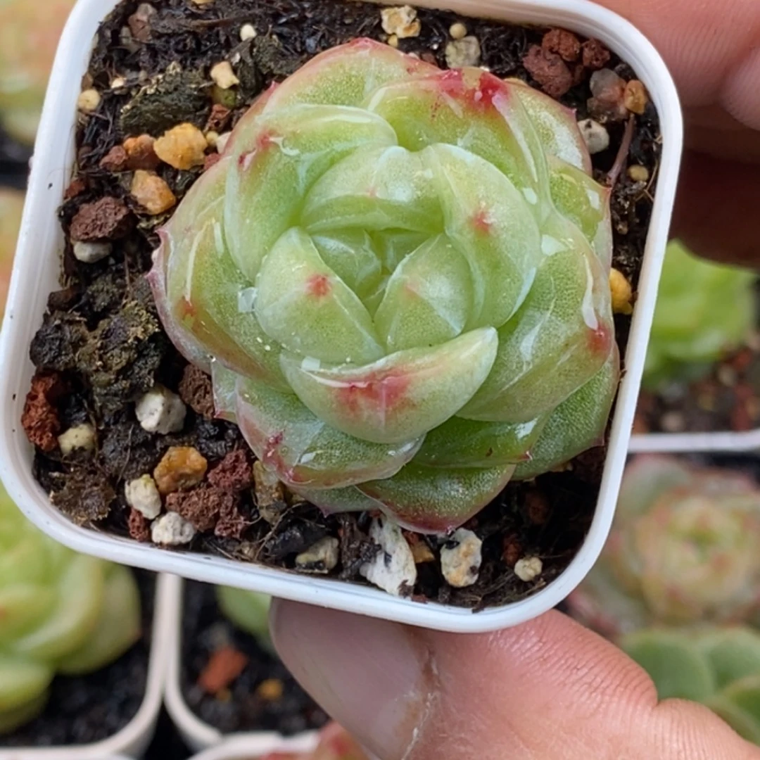 天官赐福百无禁忌