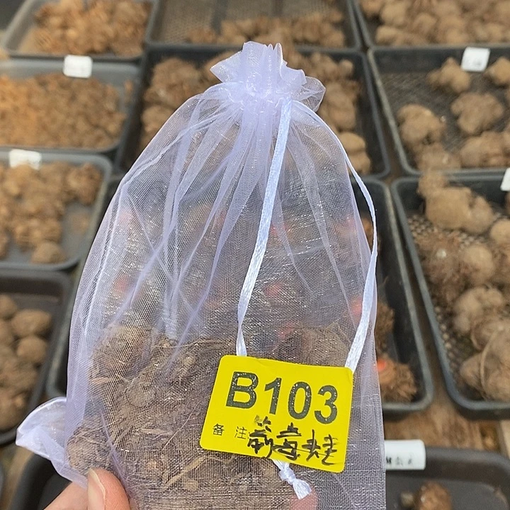 完全开放箭毒蛙B103禁退不售后