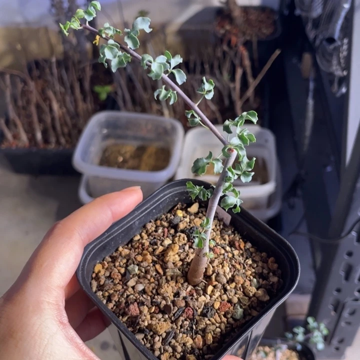 平***t卡塔夫没药橄榄专拍