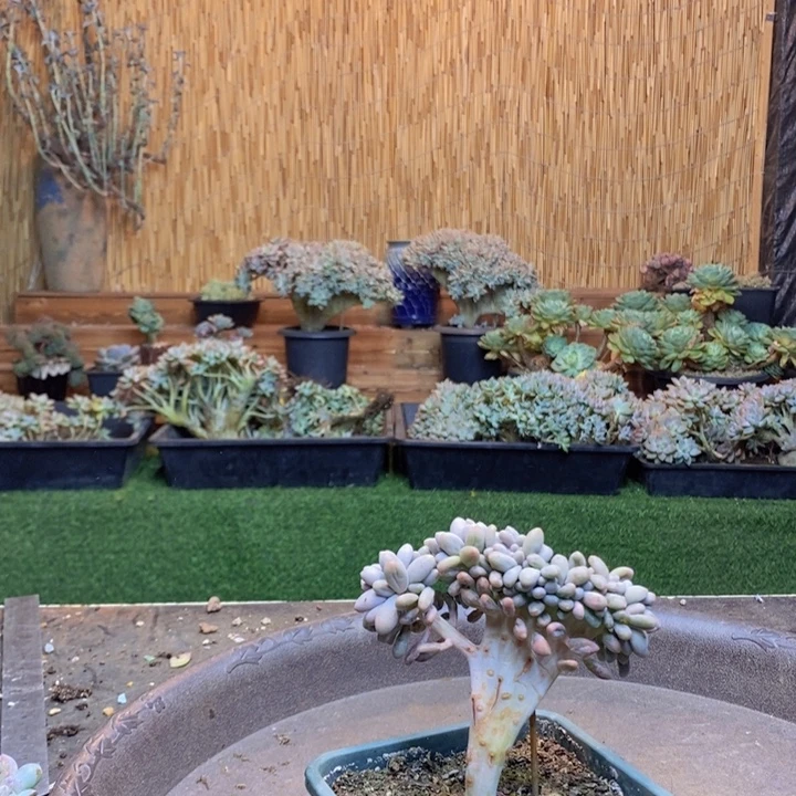 小***罗412号汤圆多肉植物