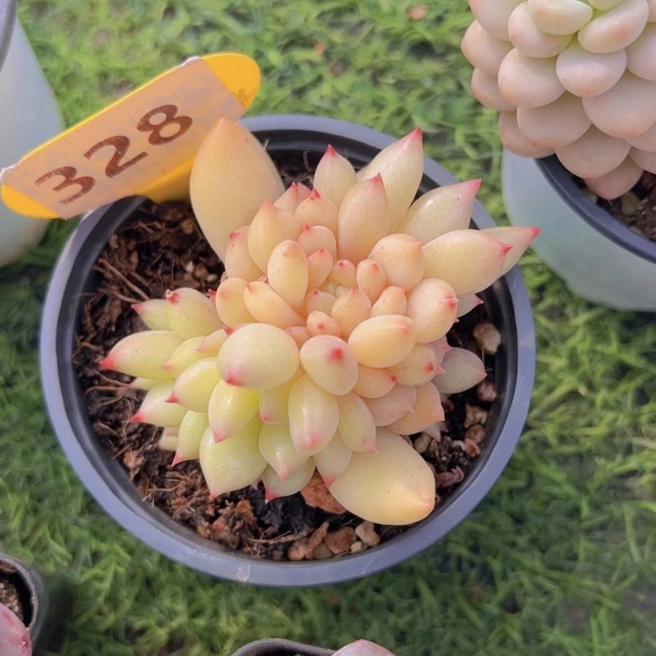 健健康康平平安安