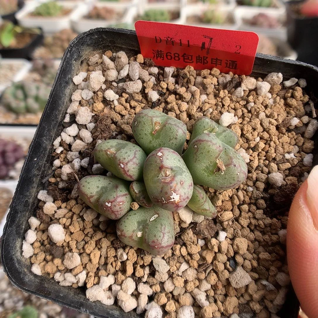 11-17-2   杂一群