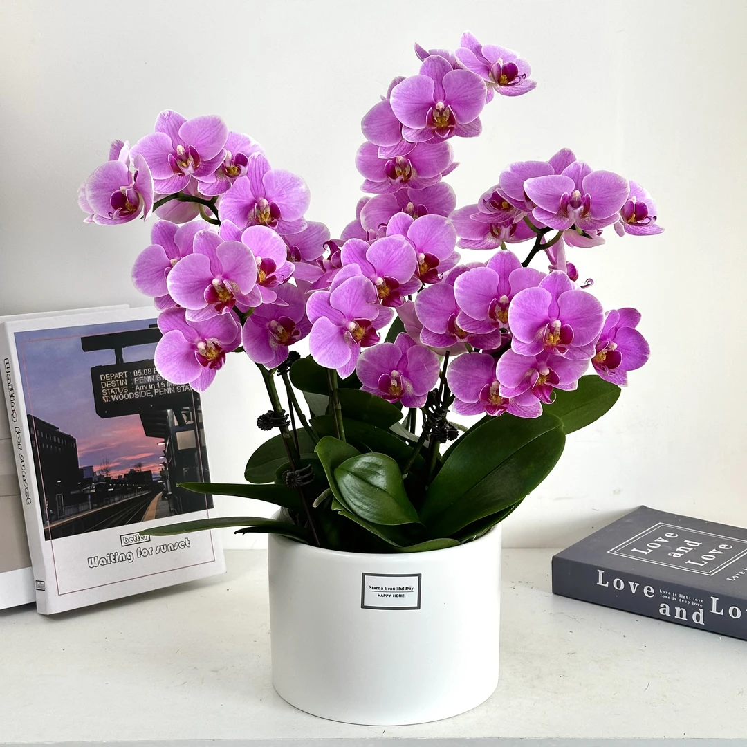 【紫蝶】蝴蝶兰鲜花精致组盆 开花株 室内绿植 养兰基地直发