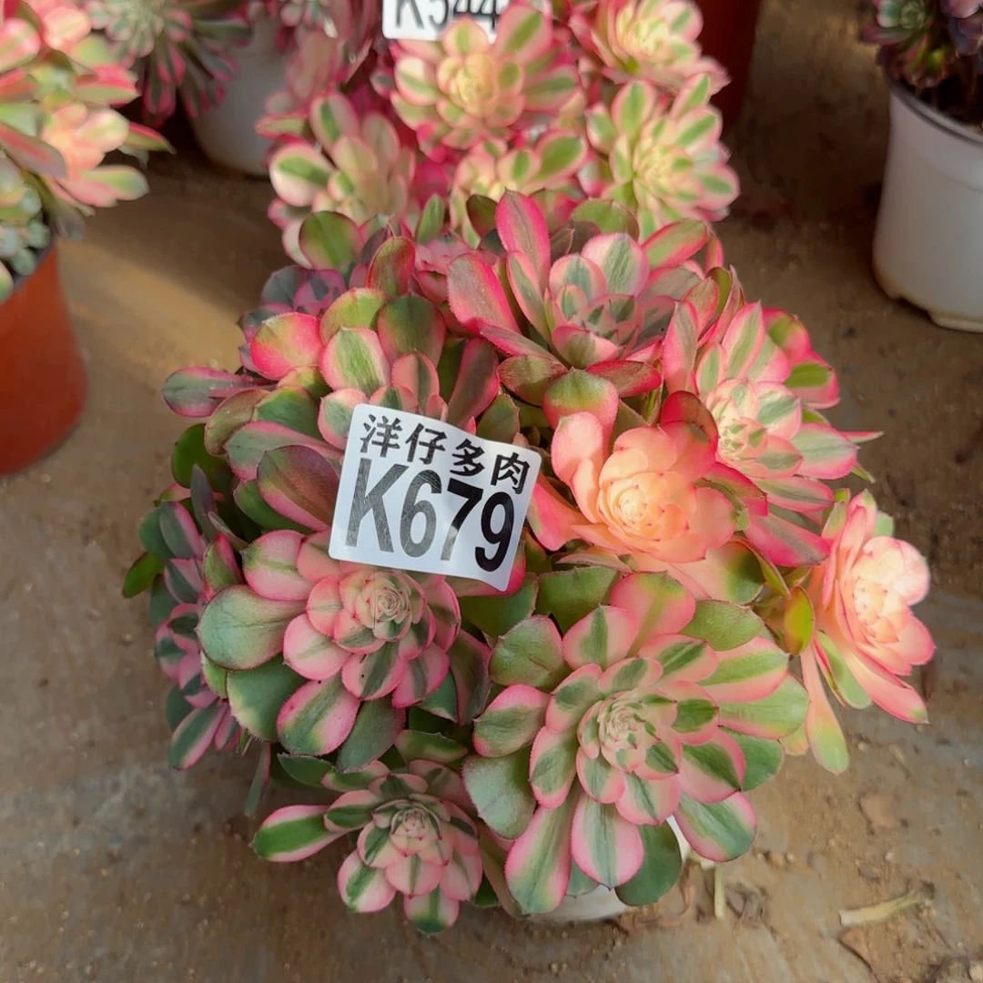 679荔枝法师园艺官服20左右