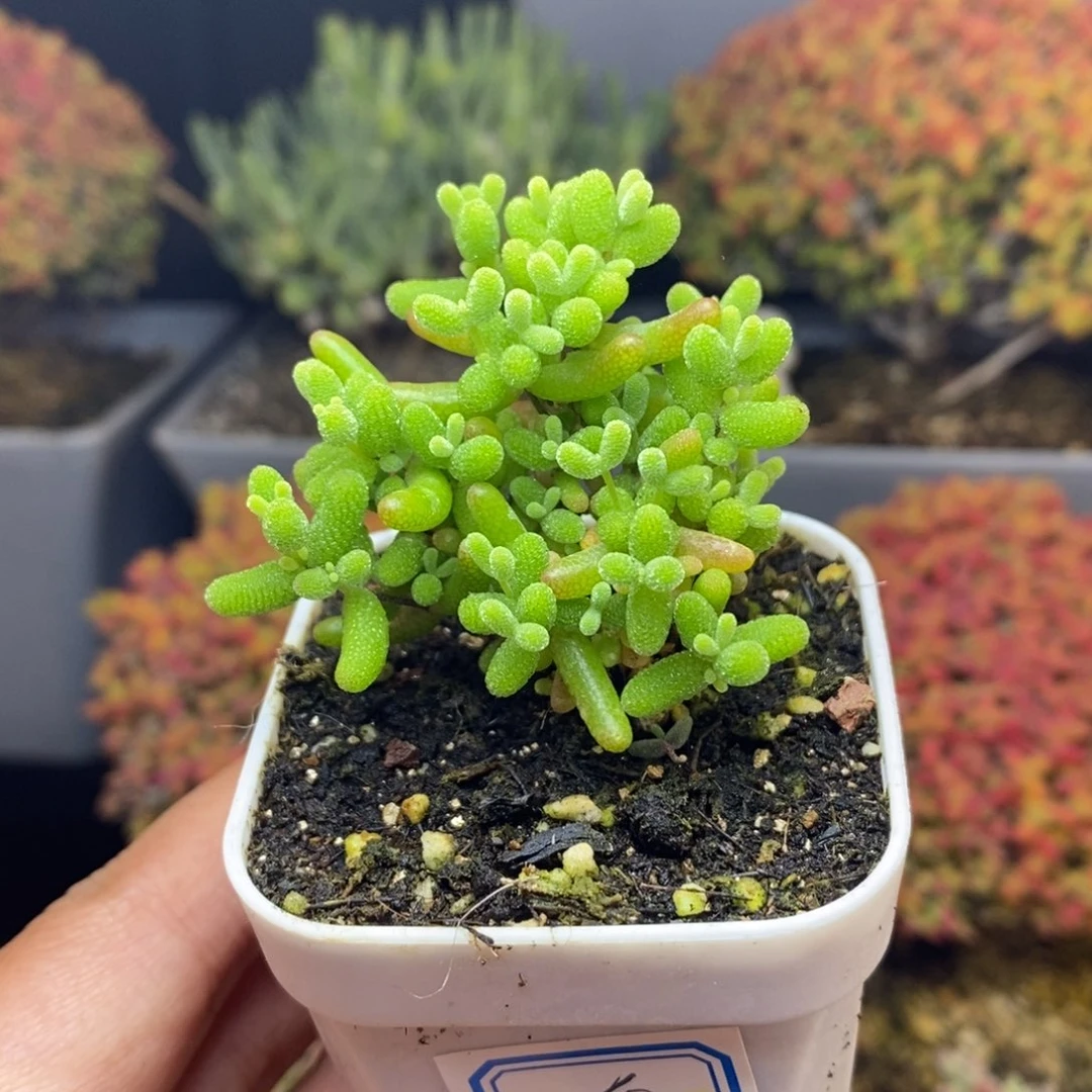 无花朵68号蜜橘糖球枝干