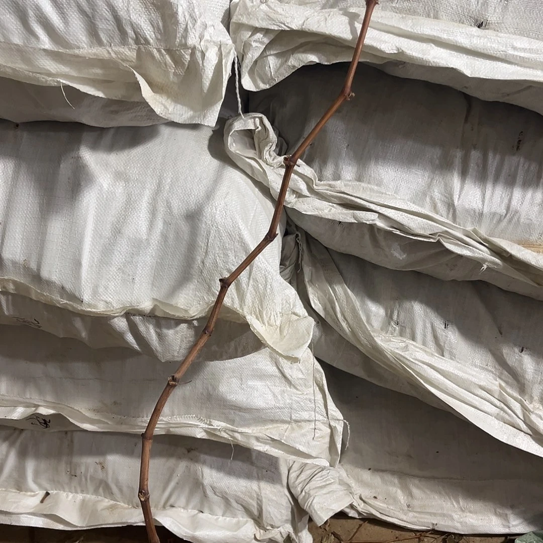 寒香蜜二年小树直播间