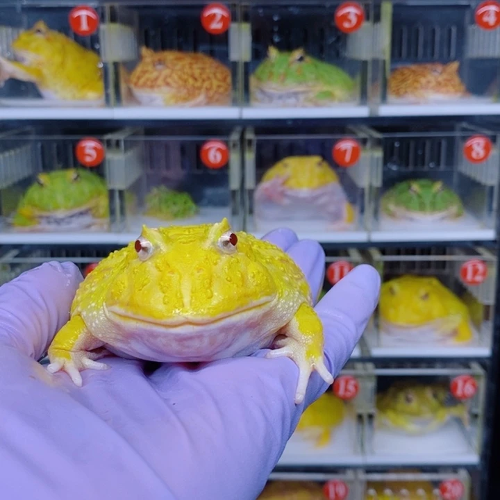 ***⠀角蛙恭喜发财大吉大利