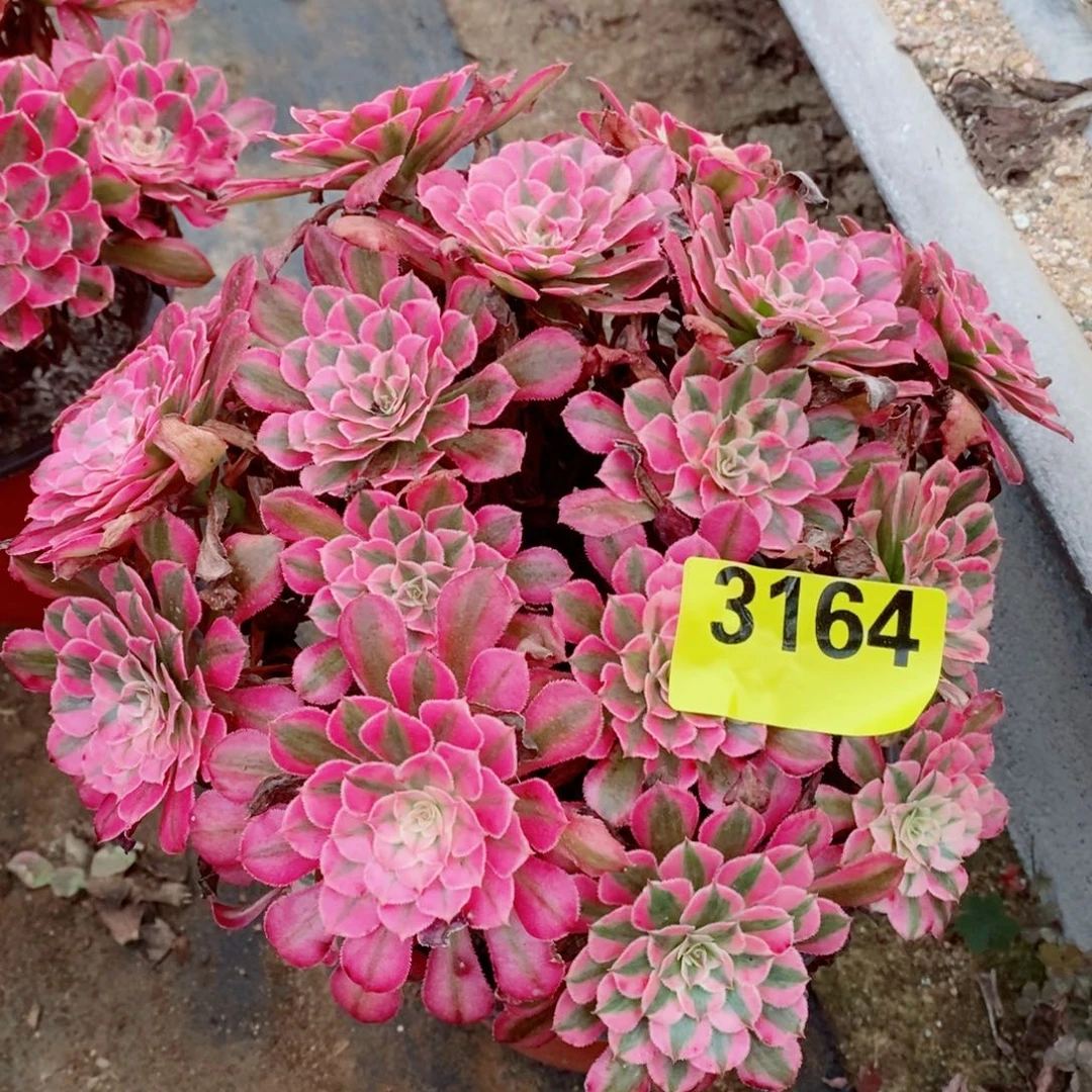 红同白多肉植物3164