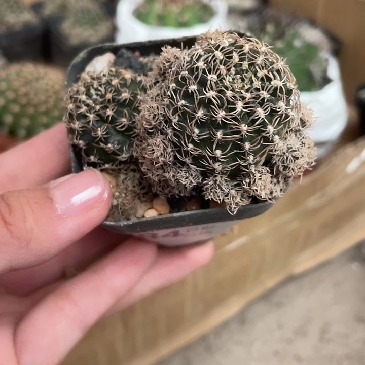 当前无花栽培后可以开花884仙人球开花植物