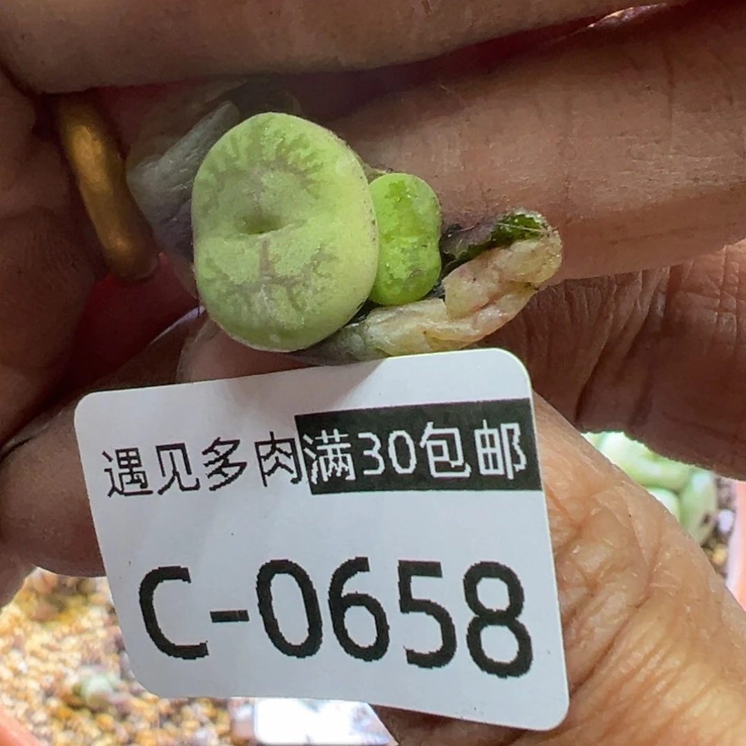 多肉植物11111111111111111