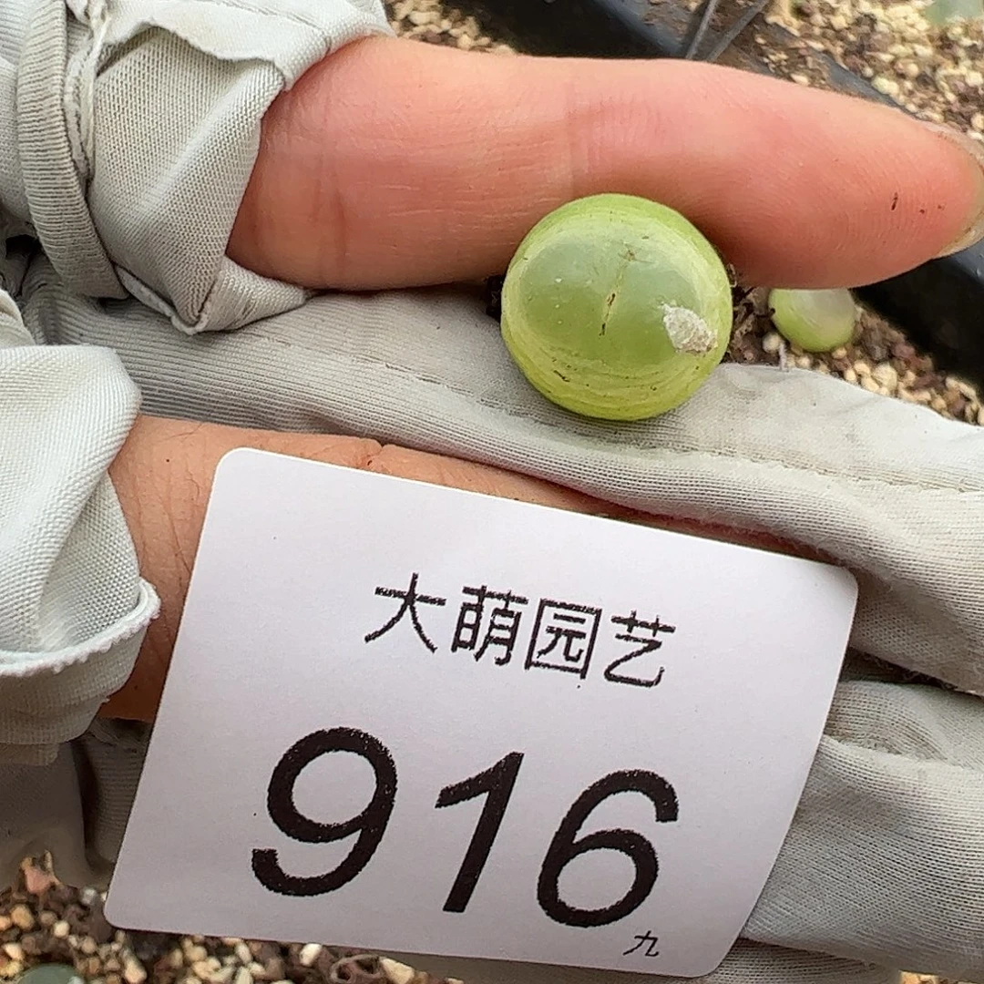 一物一拍。     910
