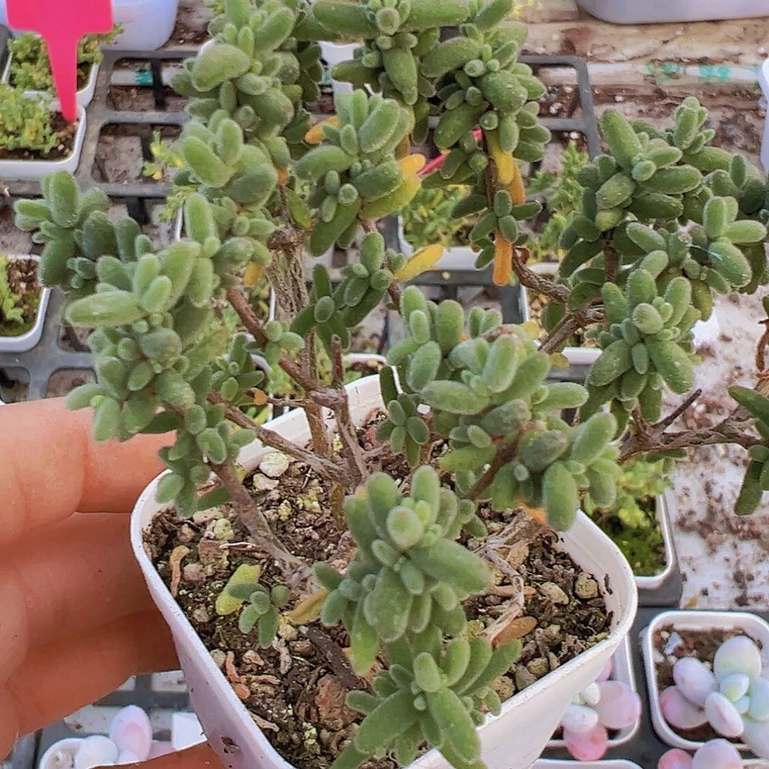 糖球枝干19包邮多肉