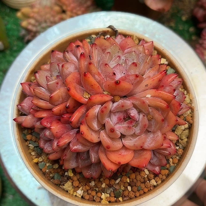 韩橙群一颗 一物一拍