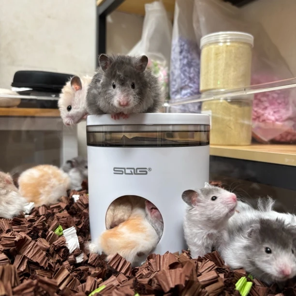 仓鼠冰屋宠物空调夏日金丝熊猪散热躲避屋消暑小房子