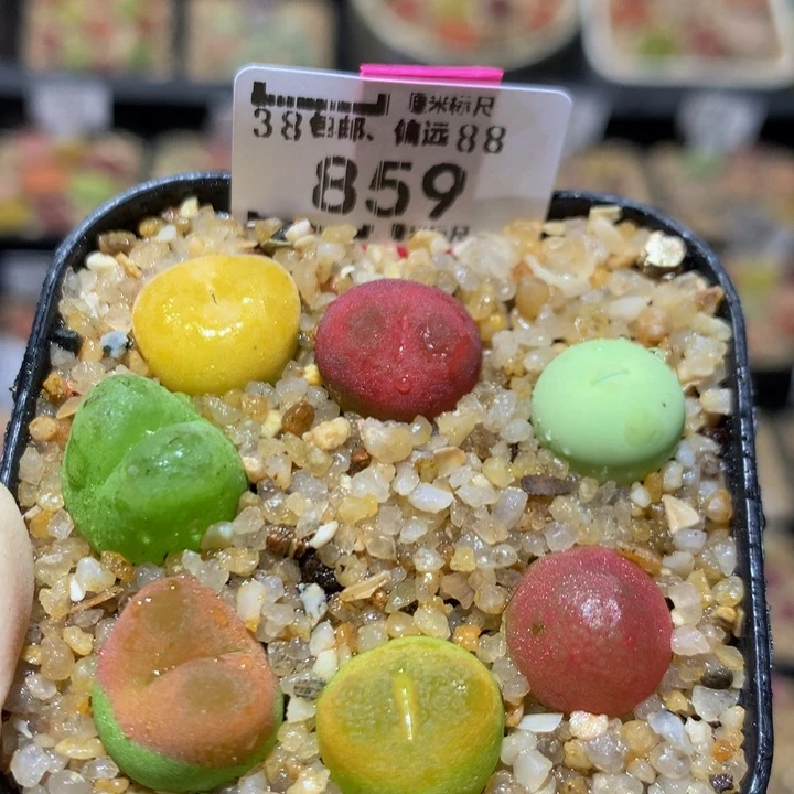 Sss多肉生生花859