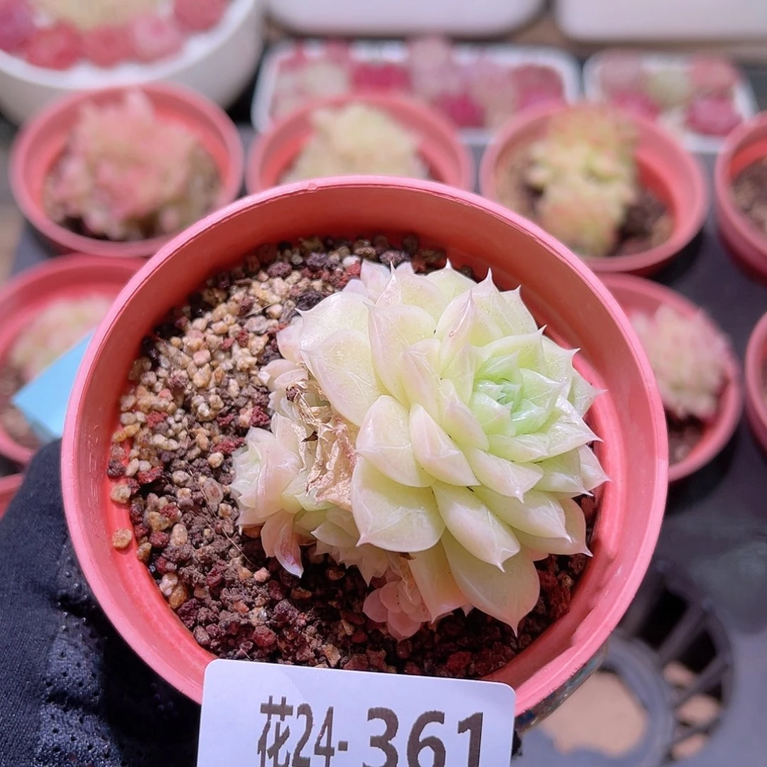 花利美24-361麦秆